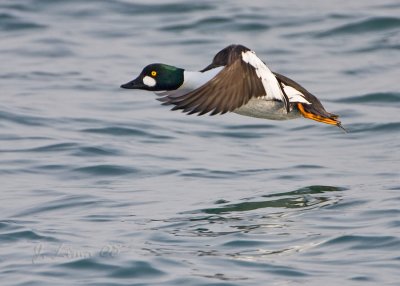 Male Golden Eye