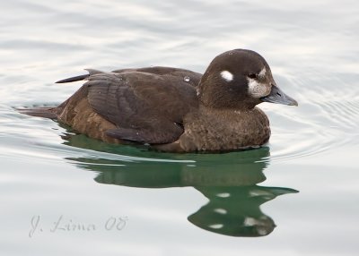 Female Harlequin Duck