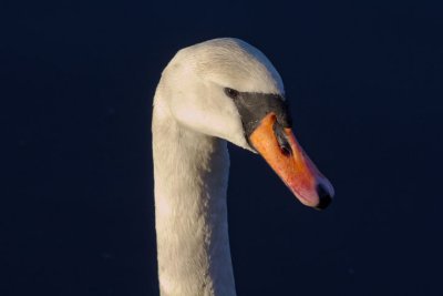 Swan portrait - River Tista