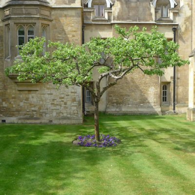 Lawn Tree, Cambridge