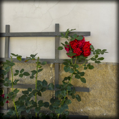 Fredrikstad, Old Town, Norway - Last Rose of Summer