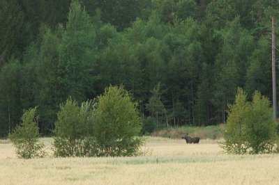 Elk (at a distance)
