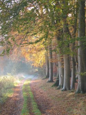 Path in Autumn, Harewood Forest