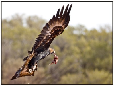  Wedge Tail .jpg