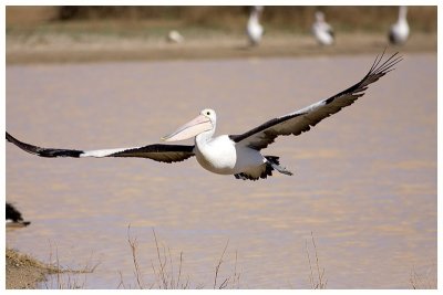 Pelican.