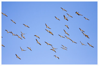  Pelican Flock.