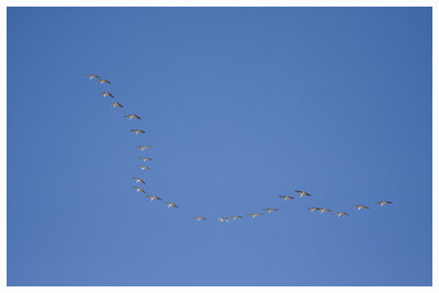  More Pelicans.