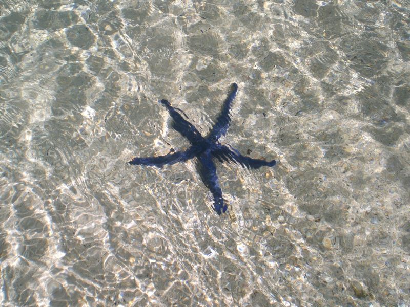 Etu moana (blue starfish)