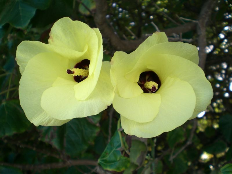 Pretty flowers