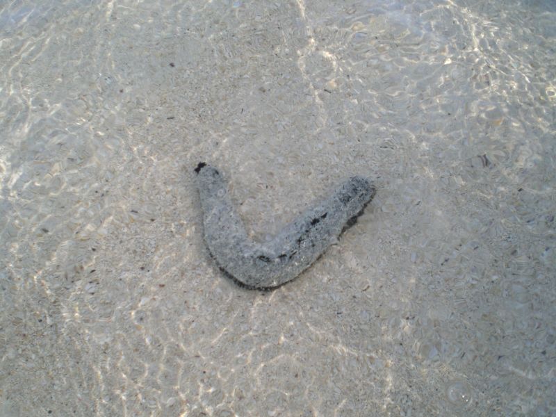 Matu rori (sea cucumber). Supposedly the locals squeeze the raw innards out and eat em. Ick.