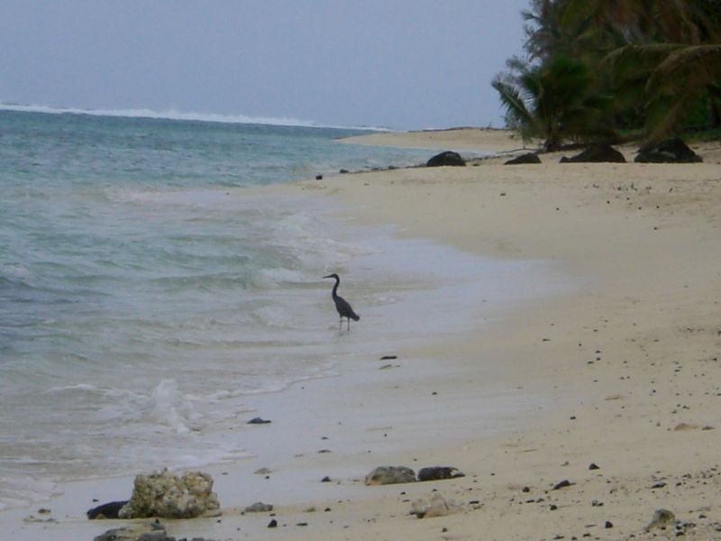 Sea bird. I dunno what it is, but Im glad its anything but a rooster