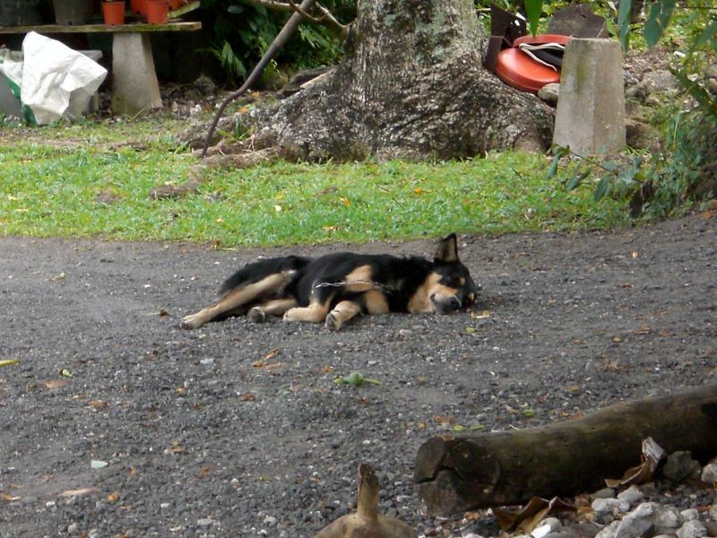 Those short legs get tired quickly!