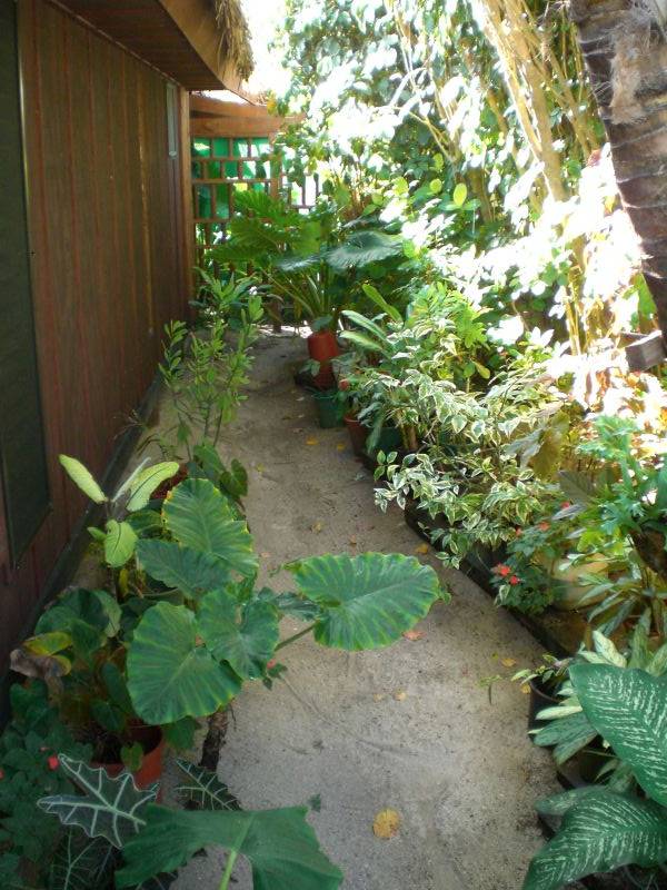 Our side garden