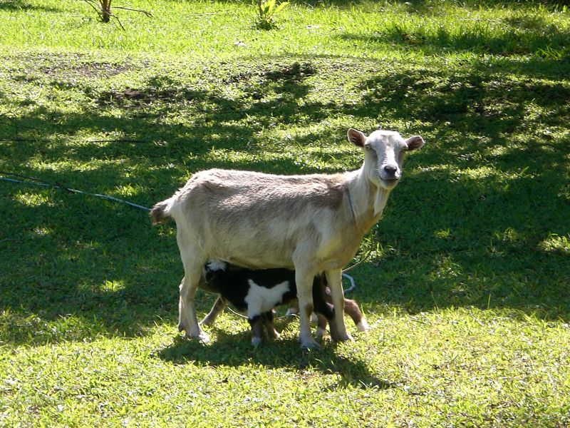Cute! Baby goats