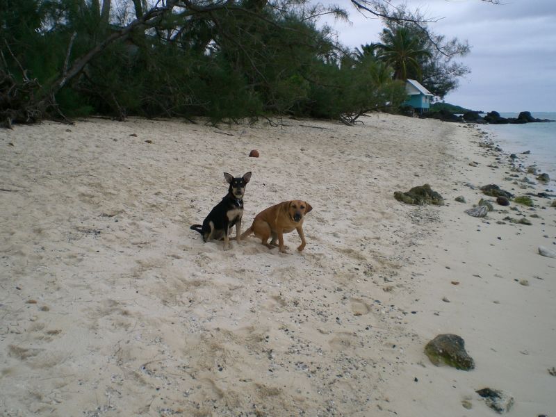 Oh neat: normal-legged dogs
