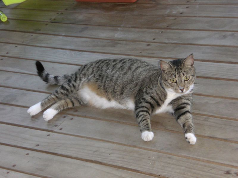 Luckys cat hanging out on our porch...there are way more dogs than cats on this island