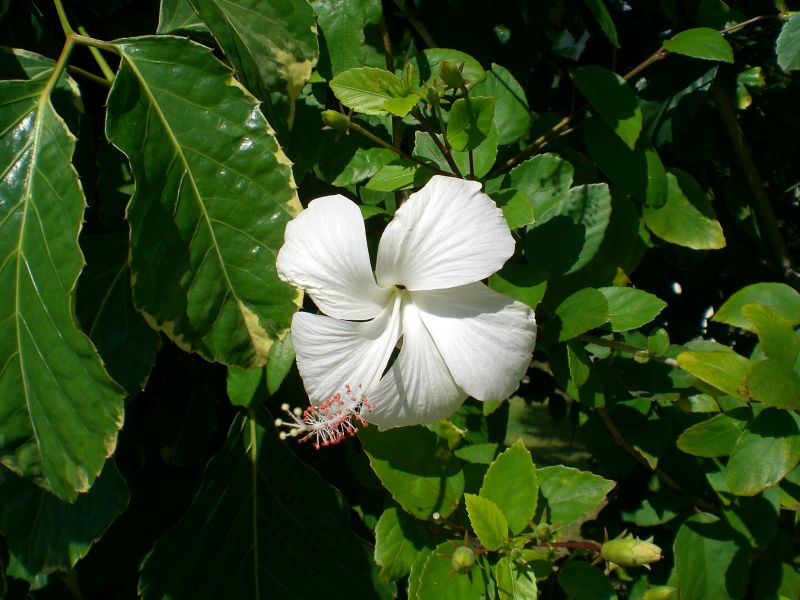 White hibiscus