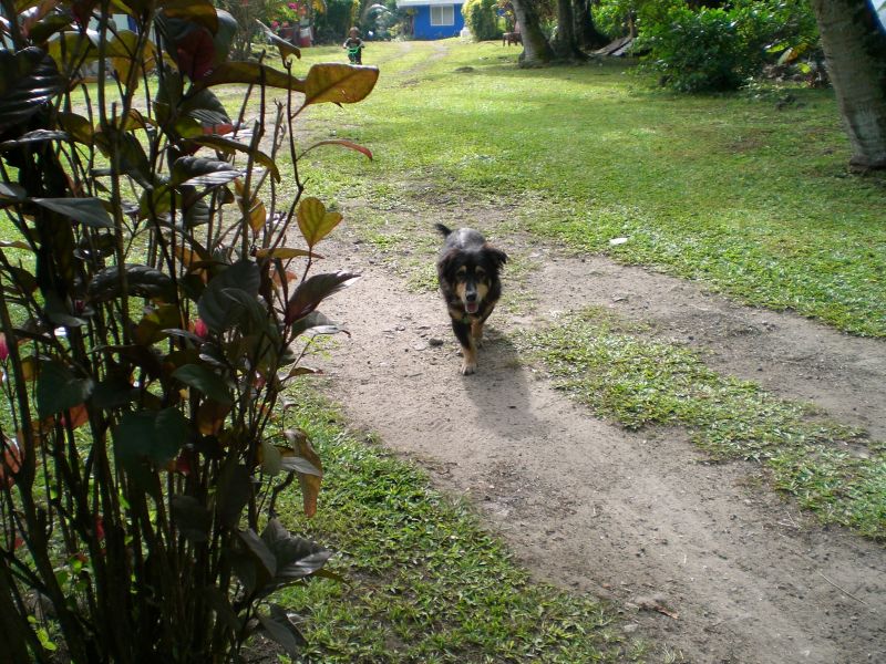 Another shorty dog