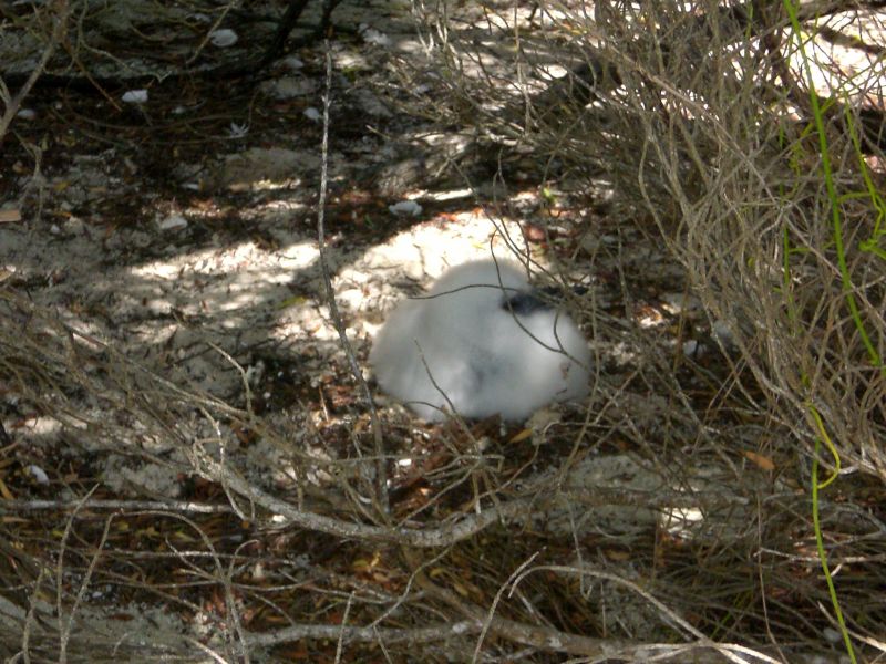 Rare baby red-tailed tropic-bird on Honeymoon Island