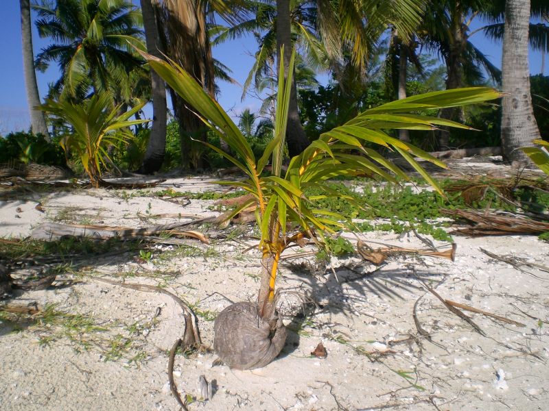 So thats where baby palm trees come from
