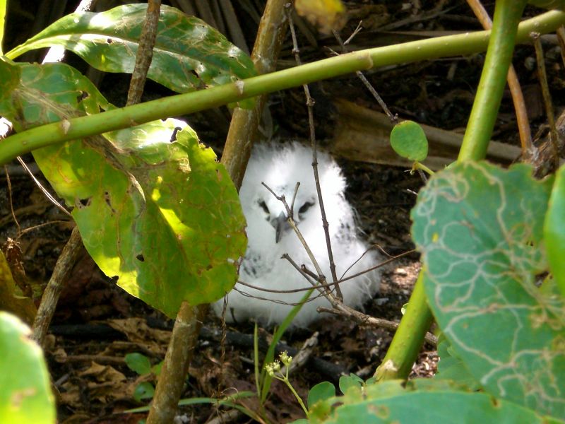 Rare baby red-tailed tropic-bird on Maina