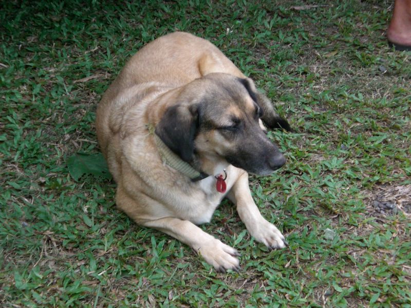 Shorty dog outside the game