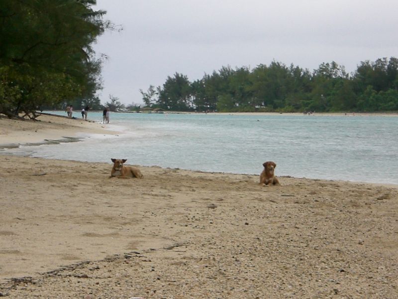 Uh oh - two new normal-legged dogs