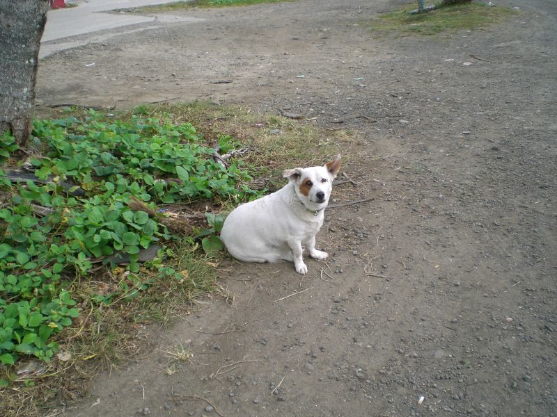 The cutest shorty dog yet