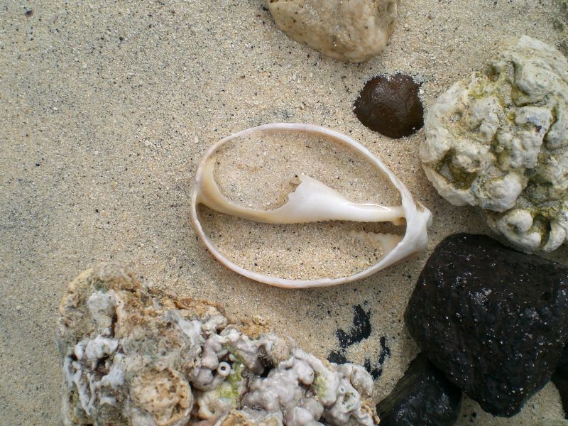 Same goes for shells