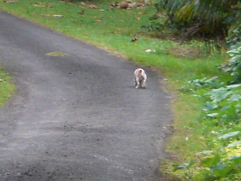 Another shy shorty...