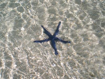 Etu moana (blue starfish)