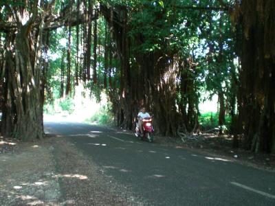 Giant banyan tree