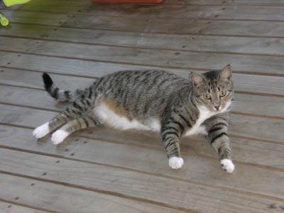 Lucky's cat hanging out on our porch...there are way more dogs than cats on this island