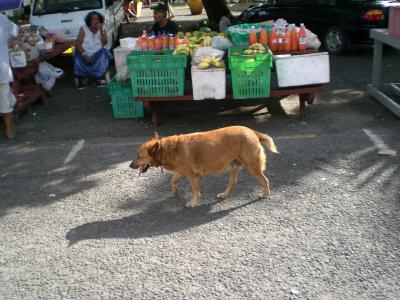 Shorty dog at the market