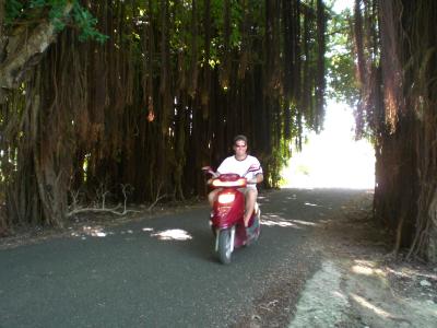 Giant banyan tree