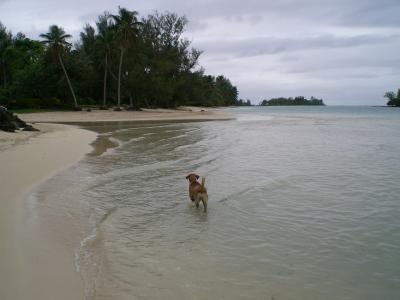 Tramping along Muri beach