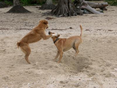 And the new dogs battle it out