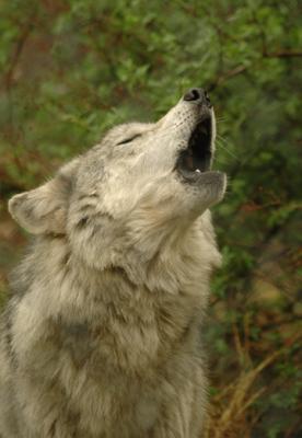 howling wolf.jpg