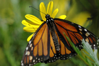 monarch butterfly.jpg