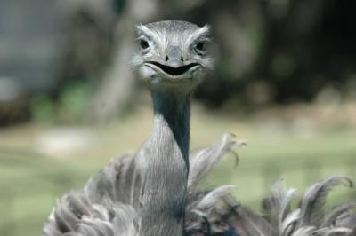 ostrich.jpg