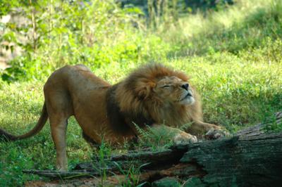 stretching lion.jpg