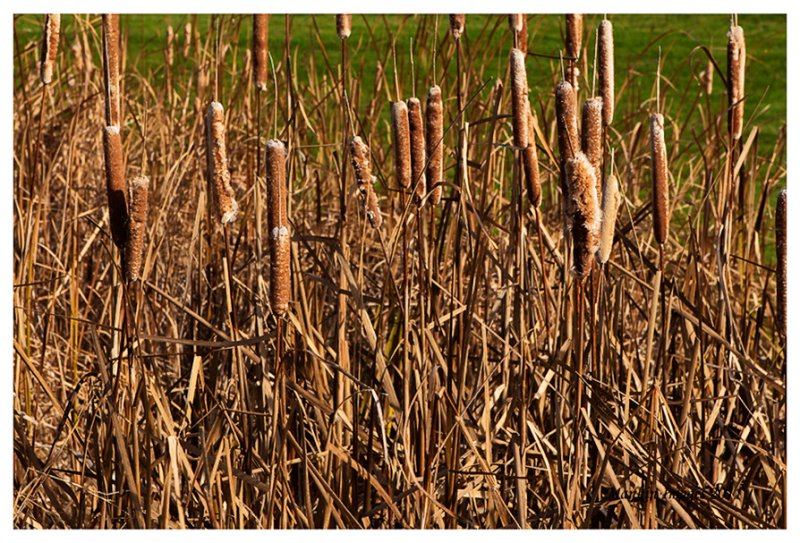Cat tails, Kane County