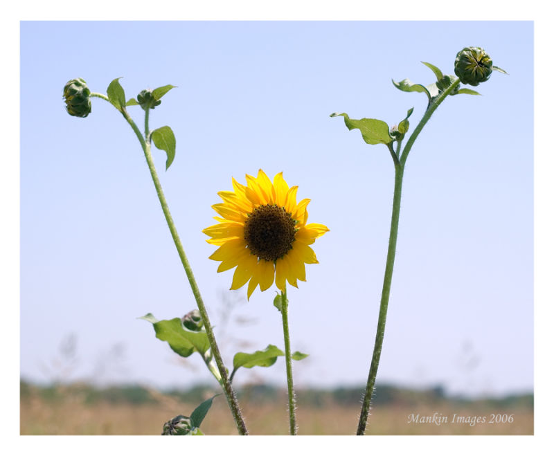 Sunflower in a breeze, Austin