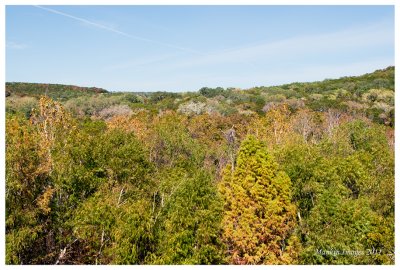 November trees in a very dry year, Austin