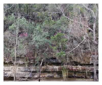 Early redbuds, Austin