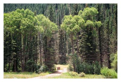 High country driveway, Tres Ritos, NM