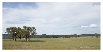 Summer pasture, San Saba County