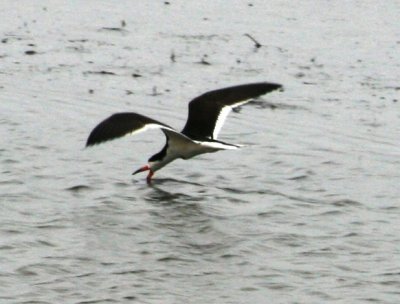IMG_1963a.jpg