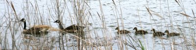 Forsythe Wildlife Refuge - Brigantine, NJ - May 2011