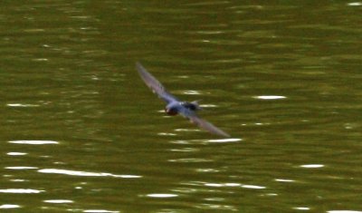 IMG_2995a.jpg